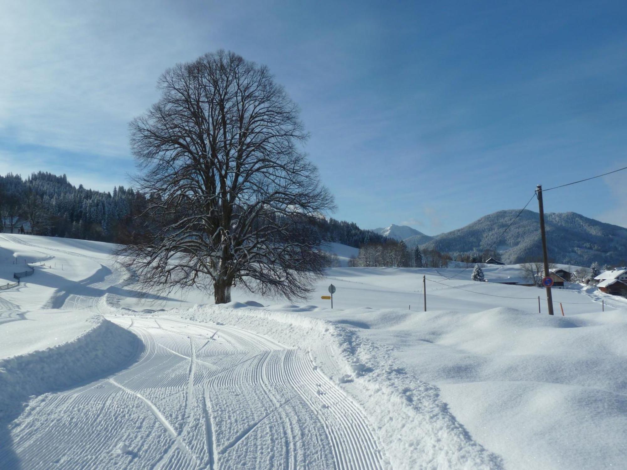 Ferienwohnung Panorama Bad Kohlgrub Exteriör bild