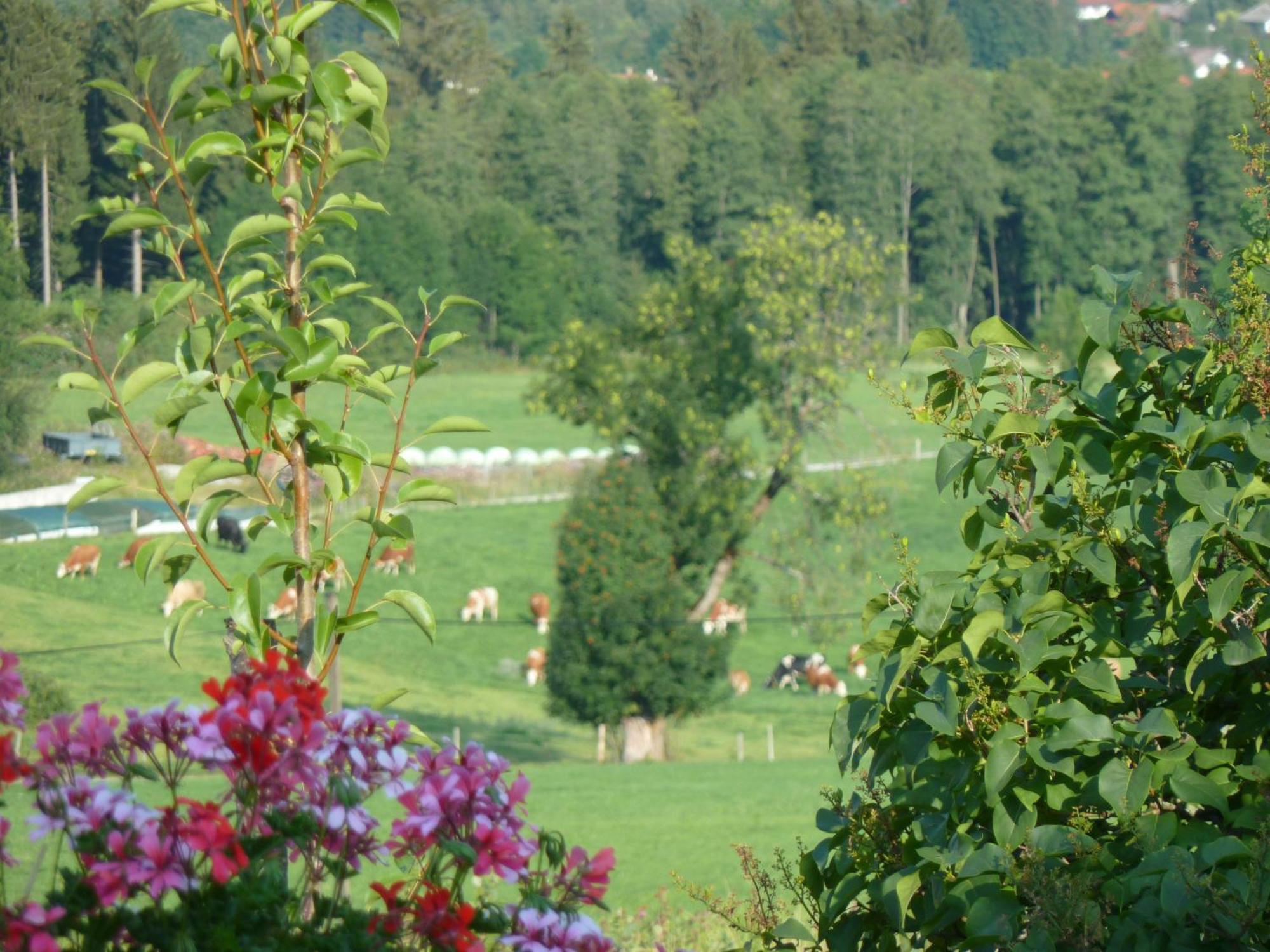 Ferienwohnung Panorama Bad Kohlgrub Exteriör bild
